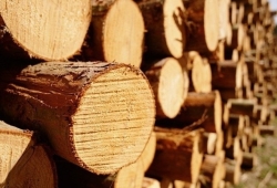 Чем хороша хвойная древесина?